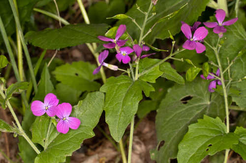 Lunaria annua #1